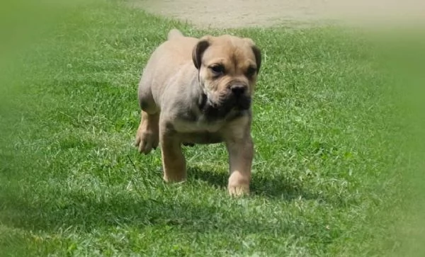 Boerboel Mastino sudafricano cuccioli