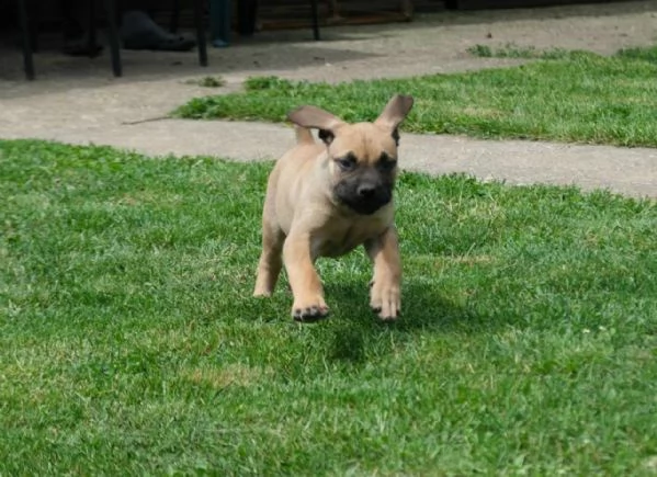 Boerboel Mastino sudafricano cuccioli | Foto 0