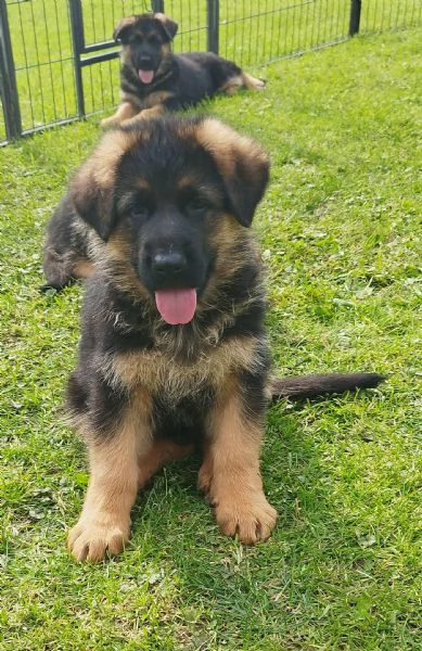 Cuccioli pastore tedesco alta genealogia  | Foto 2