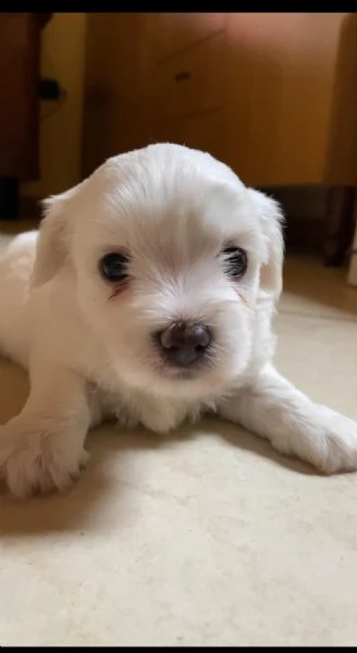 Cuccioli maltesi