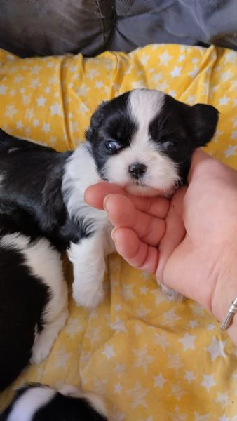 Shihtzu bianco nero 