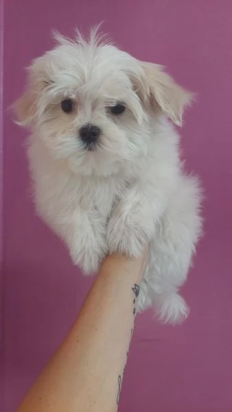 Cuccioli maltese disponibili 