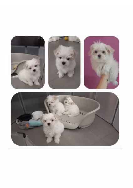 Cuccioli maltese disponibili  | Foto 0