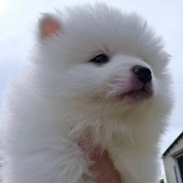 Cuccioli di volpino italiano  | Foto 0