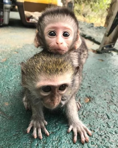 Vendo cuccioli di scimmia cappuccino maschi e femmine