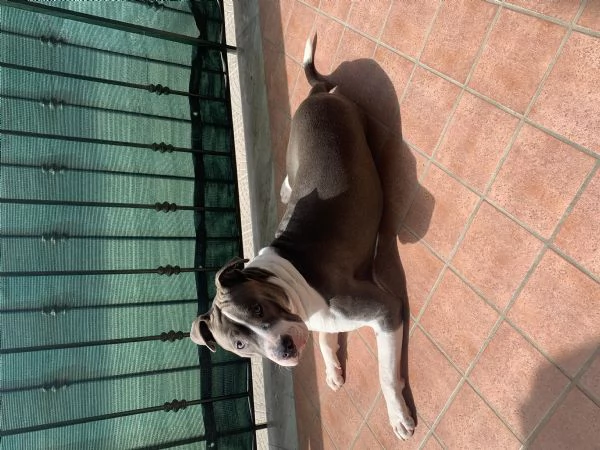 Amstaff cerca nuova casa | Foto 0