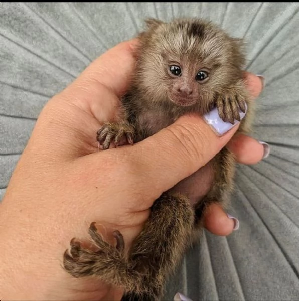 Maimue marmoset degete de vnzare