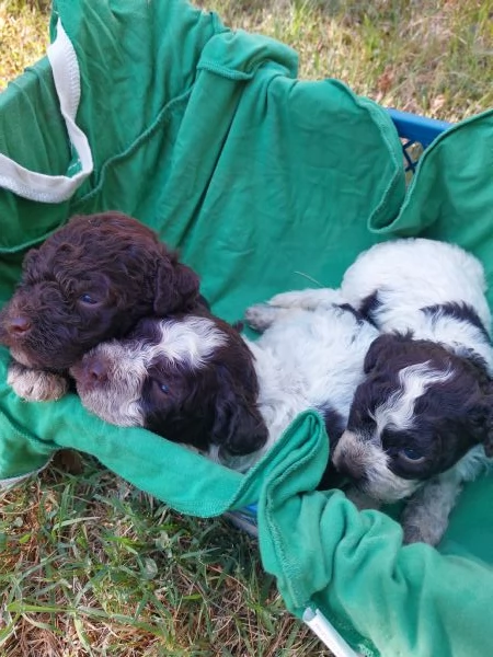 Cuccioli lagotto romagnolo 