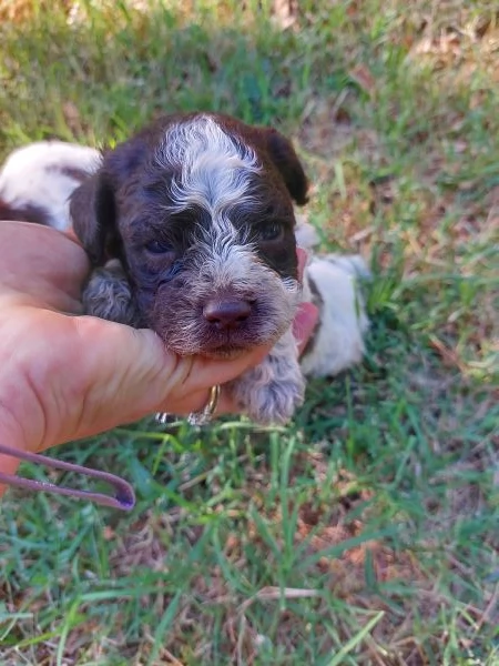 Cuccioli lagotto romagnolo  | Foto 2