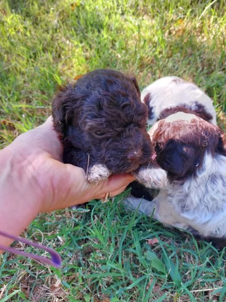 Cuccioli lagotto romagnolo  | Foto 1