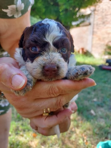 Cuccioli lagotto romagnolo  | Foto 0