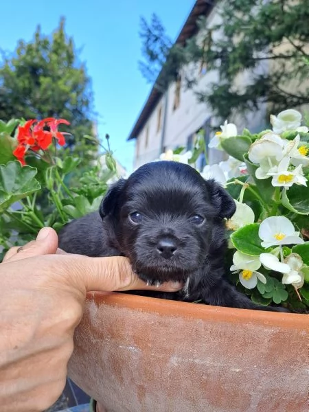 Cuccioli di Chihuahua cercano casa | Foto 3