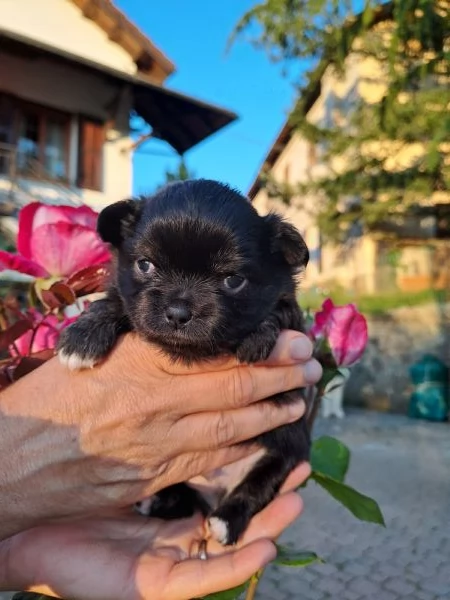 Cuccioli di Chihuahua cercano casa | Foto 2