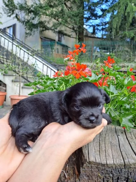 Cuccioli di Chihuahua cercano casa | Foto 1