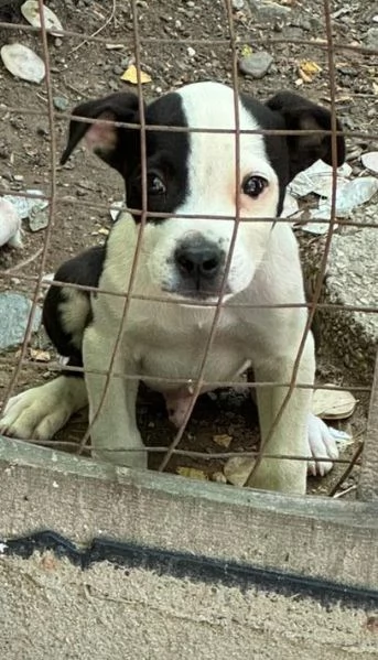 Vendo cuccioli di American Staffordshire 