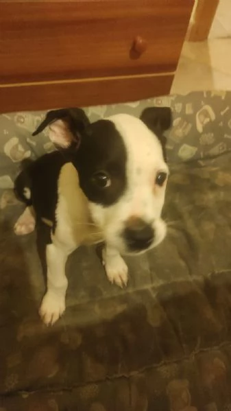 Vendo cuccioli di American Staffordshire  | Foto 1