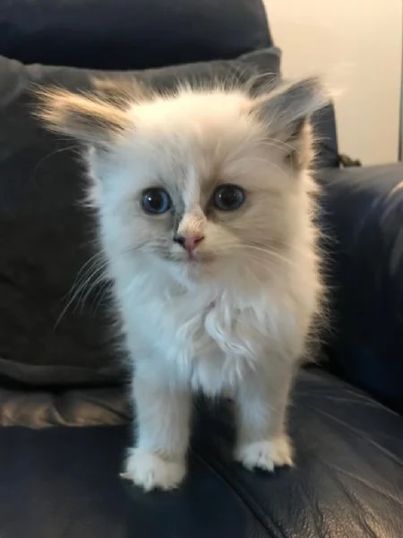 Ragdoll cucciolo