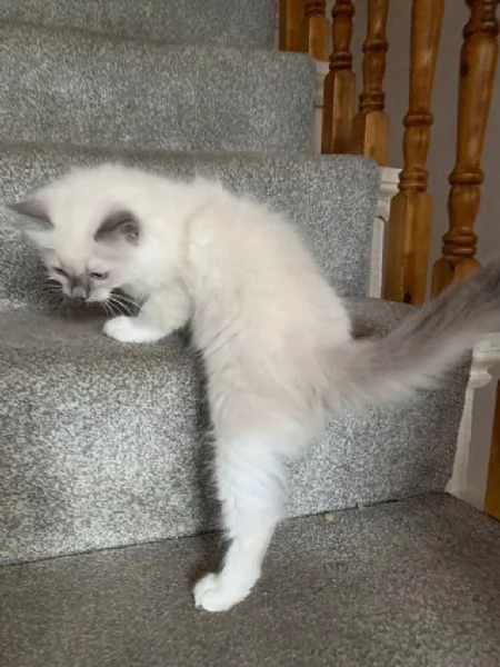 2 gatti ragdoll con pedigree