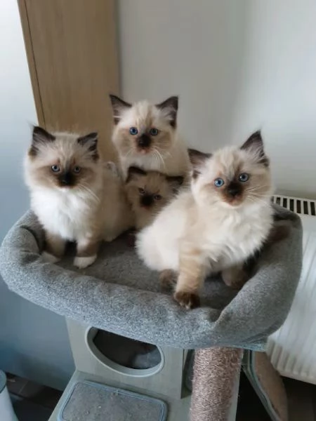 Ragdoll cuccioli pedigree microchip vaccinati