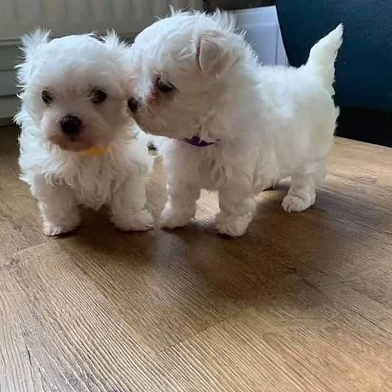 Grandi cuccioli maltesi della tazza da t