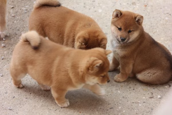 Disponibili Cuccioli Shiba inu | Foto 2