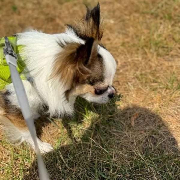 ora disponibile per ladozione Grazioso cucciolo gi vaccinato e in buona salute