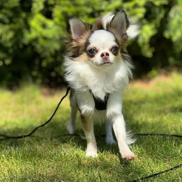 ora disponibile per ladozione Grazioso cucciolo gi vaccinato e in buona salute | Foto 1