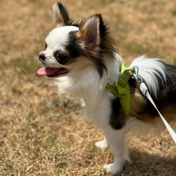 ora disponibile per ladozione Grazioso cucciolo gi vaccinato e in buona salute | Foto 0