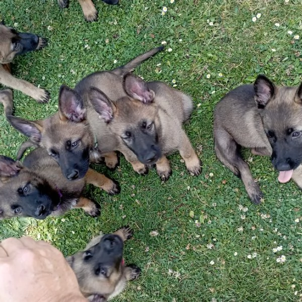 Vendo cuccioli di pastore tedesco grigio linea da lavoro | Foto 3