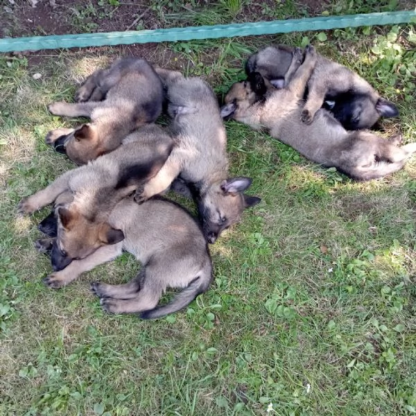 Vendo cuccioli di pastore tedesco grigio linea da lavoro | Foto 1