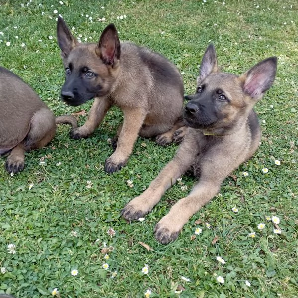 Vendo cuccioli di pastore tedesco grigio linea da lavoro | Foto 0