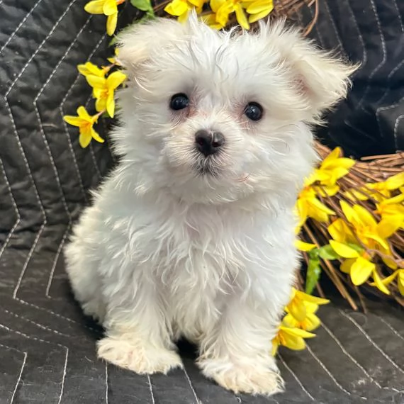 Adorabili Mini Cuccioli Maltesi | Foto 1