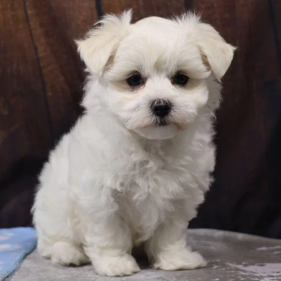 Adorabili Mini Cuccioli Maltesi | Foto 0