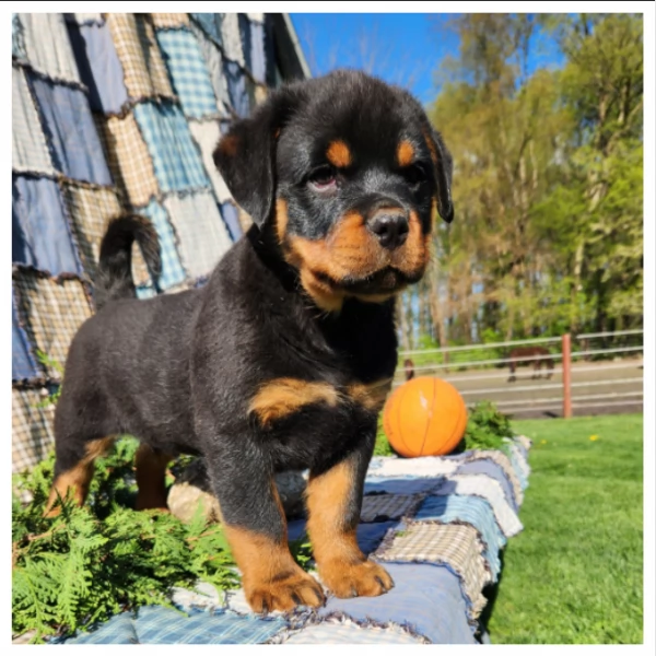 Razza  Cuccioli di Rottweiler