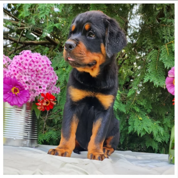 Razza  Cuccioli di Rottweiler | Foto 0