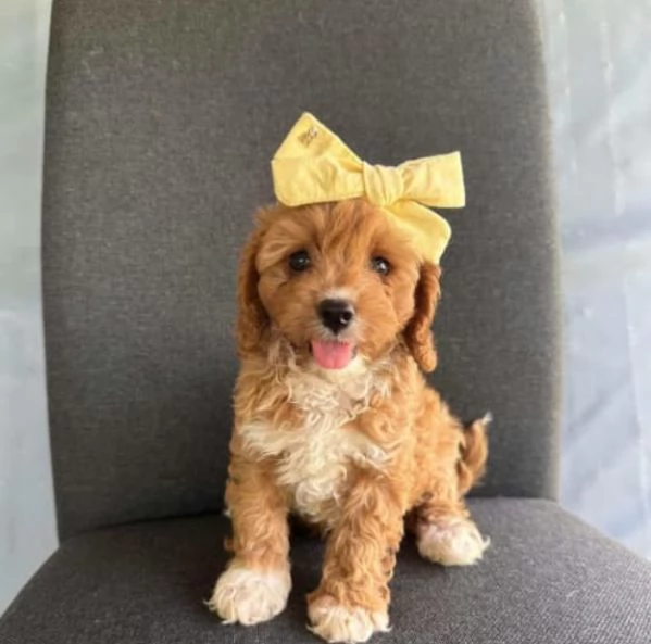 Adorabili e stupefacenti cuccioli di Cavoodle disponibili ora | Foto 3