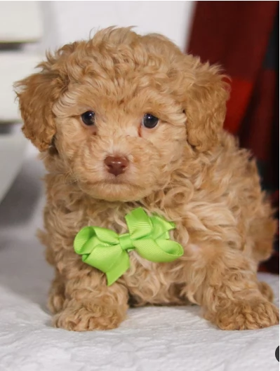 Adorabili e stupefacenti cuccioli di Cavoodle disponibili ora | Foto 2