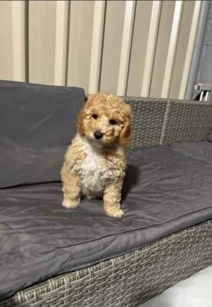 Adorabili e stupefacenti cuccioli di Cavoodle disponibili ora | Foto 1