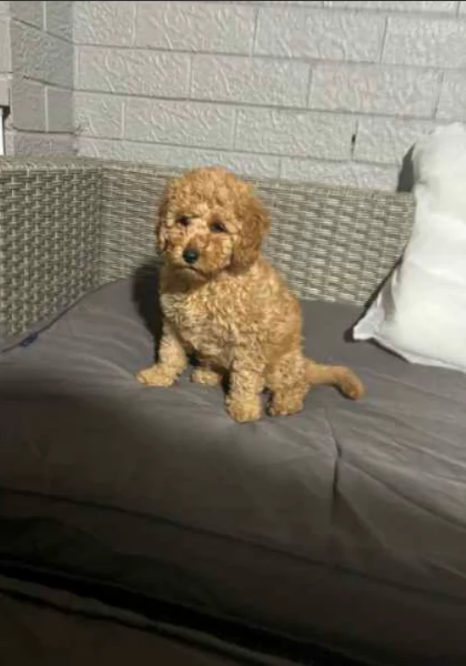 Adorabili e stupefacenti cuccioli di Cavoodle disponibili ora | Foto 0