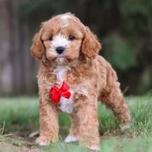 Adorabili e stupefacenti cuccioli di Cavoodle disponibili ora