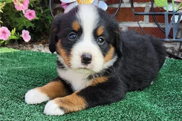 Cuccioli di Bovaro del Bernese