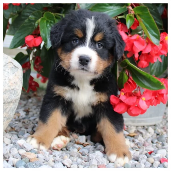 Cuccioli di Bovaro del Bernese | Foto 1