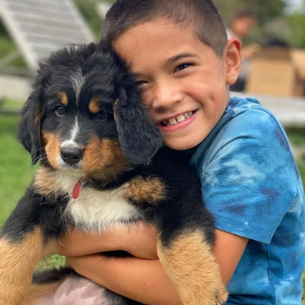 Cuccioli di Bovaro del Bernese | Foto 0