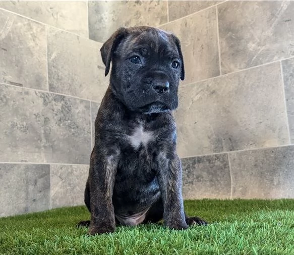 Disponibile Cane Corso Cuccioli | Foto 1