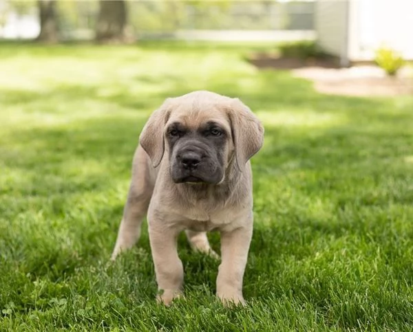 Disponibile Cane Corso Cuccioli | Foto 0