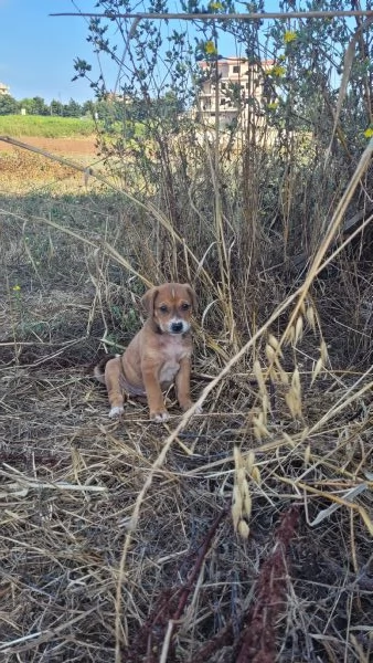 Cerchiamo amore persone che amano i animali