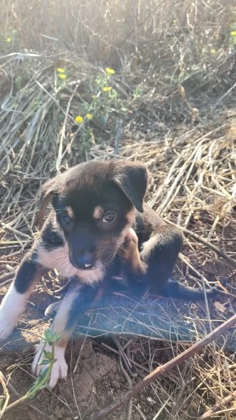 Cerchiamo amore persone che amano i animali | Foto 5