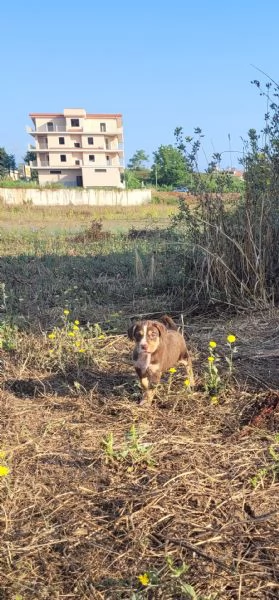 Cerchiamo amore persone che amano i animali | Foto 3