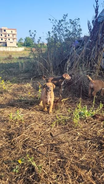 Cerchiamo amore persone che amano i animali | Foto 2