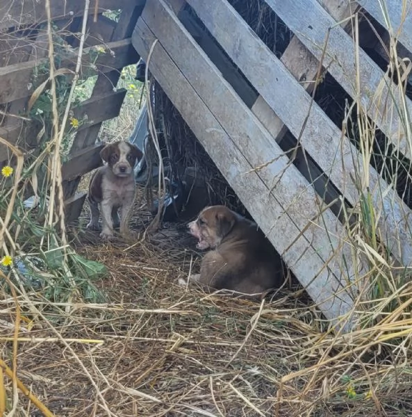 Cerchiamo amore persone che amano i animali | Foto 1